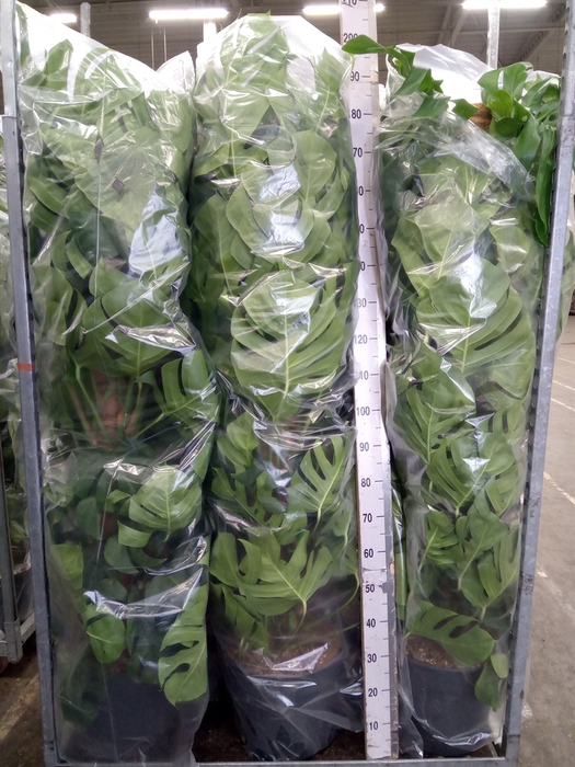 <h4>Monstera pertusum</h4>
