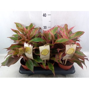 Aglaonema  'Crete'