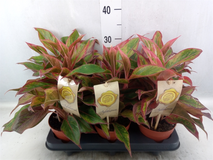 <h4>Aglaonema  'Crete'</h4>