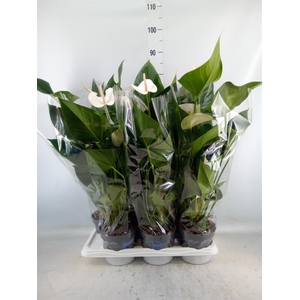 Anthurium  'Karma White'