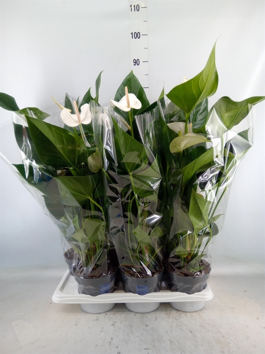 <h4>Anthurium  'Karma White'</h4>