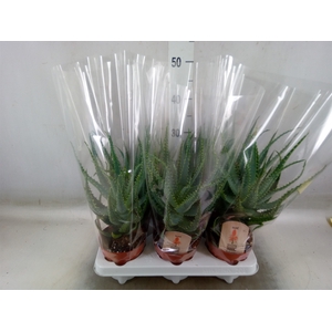 Aloe arborescens