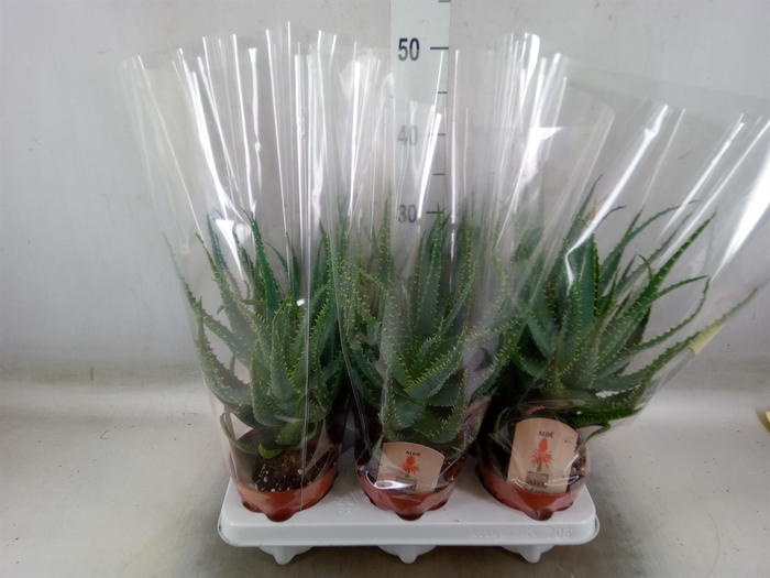 <h4>Aloe arborescens</h4>