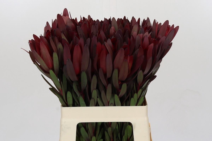 <h4>LEUCAD SAF SUNSET</h4>