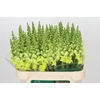 Antirrhinum Opus Yellow