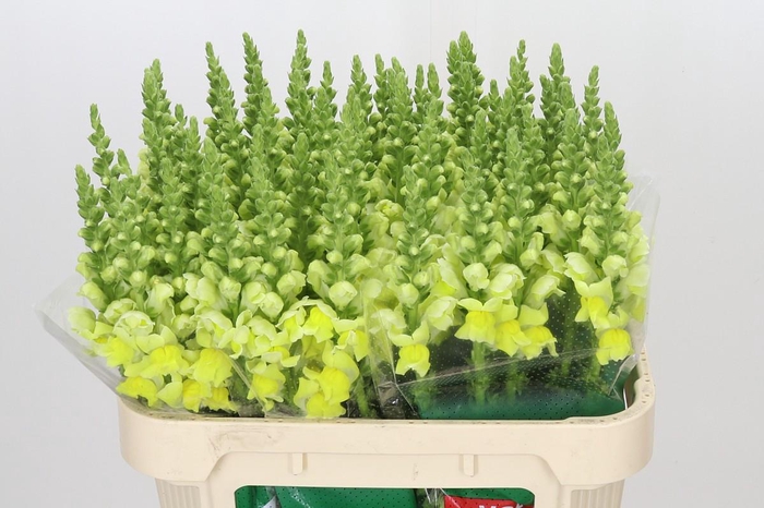 <h4>Antirrhinum Opus Yellow</h4>