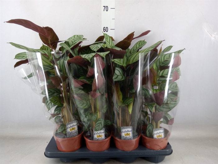 <h4>Ctenanthe setosa 'Compactstar'</h4>