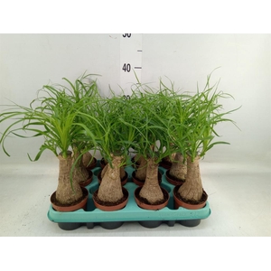 Beaucarnea recurvata