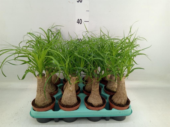 <h4>Beaucarnea recurvata</h4>