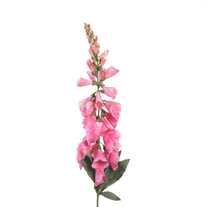 <h4>AF Digitalis L96cm Pink</h4>