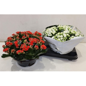 arr8 Kal Ge Perf Gem 2 Kl Red & White