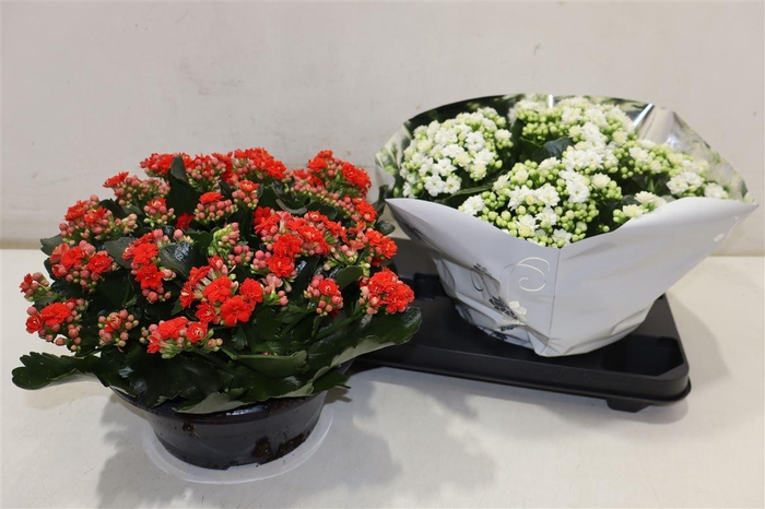 <h4>arr8 Kal Ge Perf Gem 2 Kl Red & White</h4>