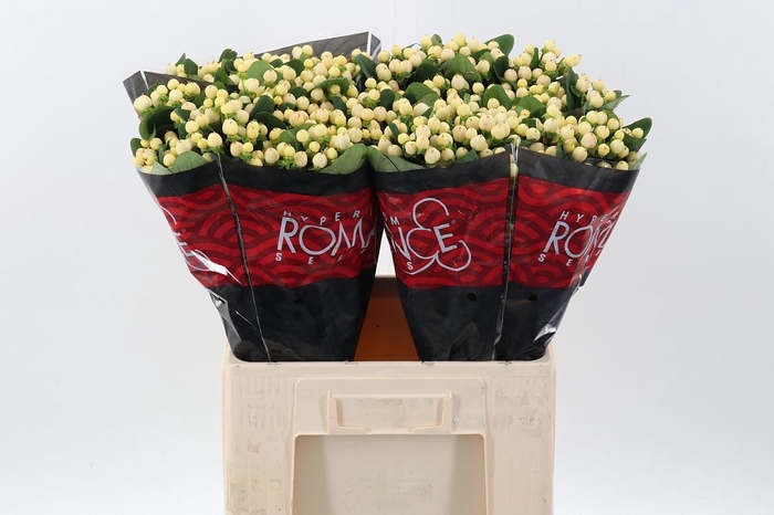 <h4>Hypericum andr. 'Cool Romance'</h4>