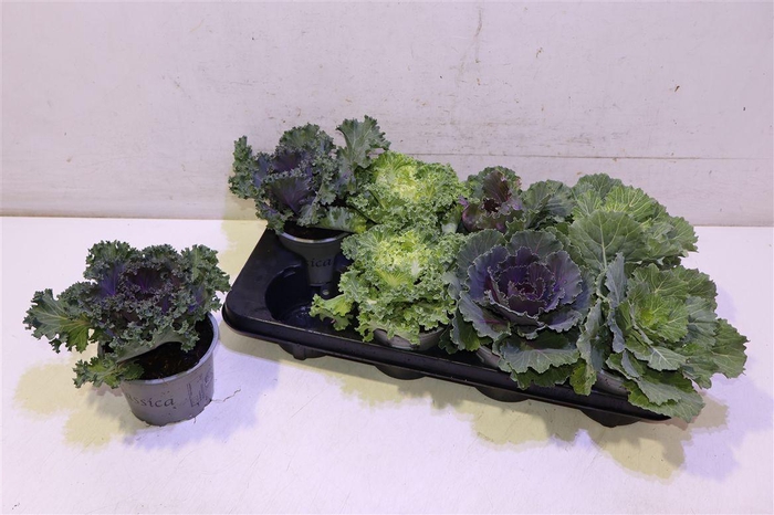 <h4>Brassica (sierkool)</h4>