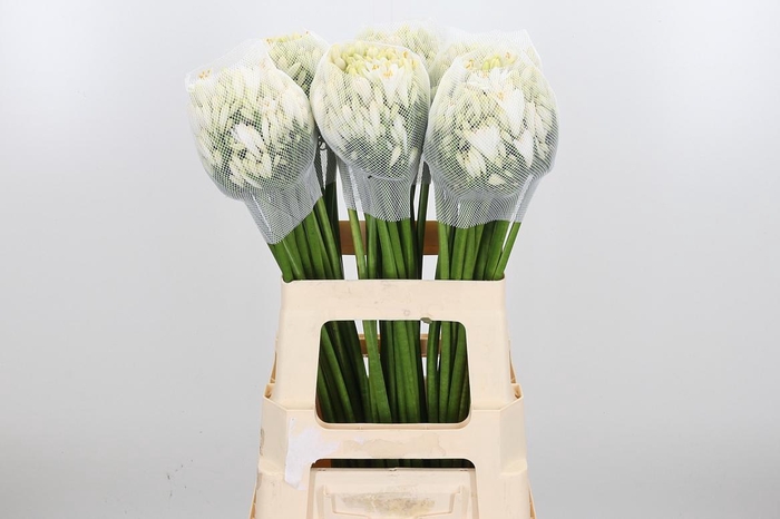 <h4>Agap Gletsjer</h4>