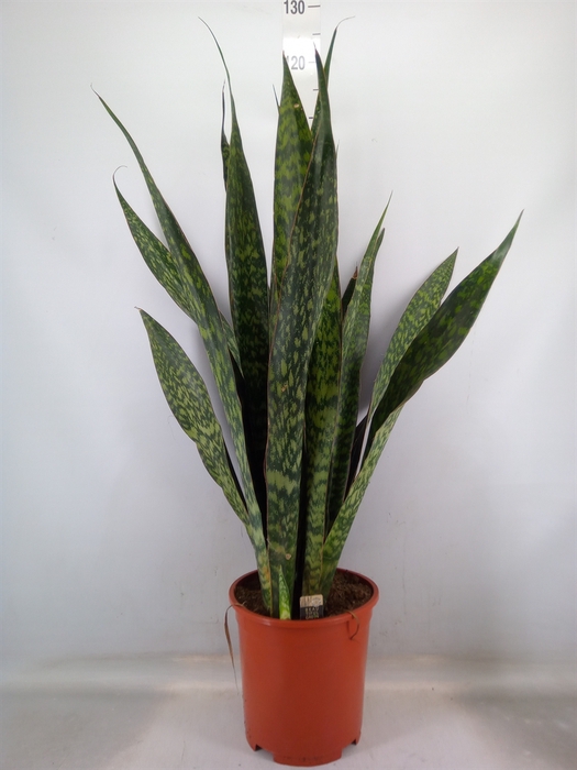 <h4>Sansevieria trifa.   ...</h4>