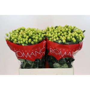 Hypericum Smiley Romance