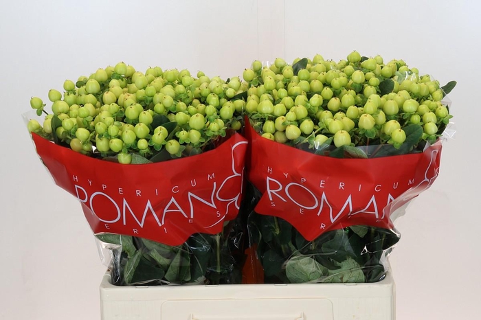 <h4>Hypericum Smiley Romance</h4>