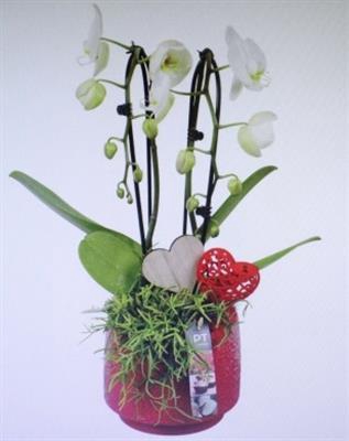 <h4>2233 ROOD CASCADE KER</h4>