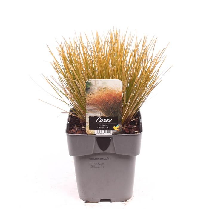 <h4>Carex testacea 'Prairie Fire'</h4>