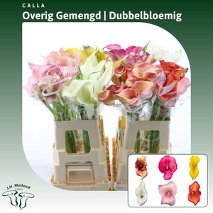 Calla Gemengd In Fust | Dubbelbloemig