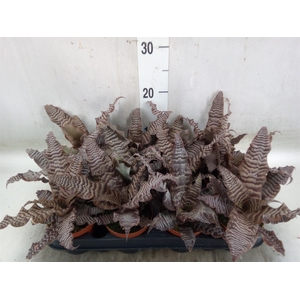 Cryptanthus zonatus
