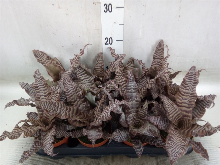 <h4>Cryptanthus zonatus</h4>