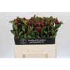 Paeonia Red Sarah