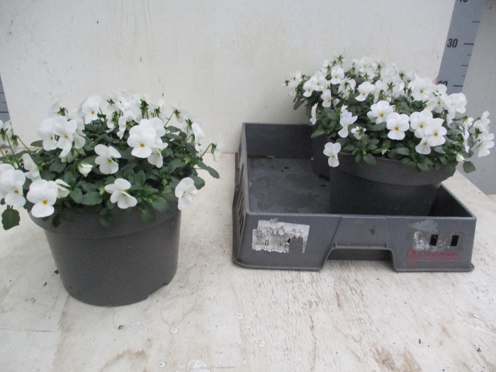 <h4>VIO CO TW WHITE</h4>