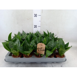 Sansevieria trifa. 'Hahnii'