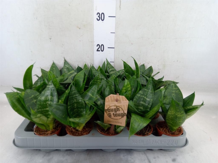 <h4>Sansevieria trifa. 'Hahnii'</h4>