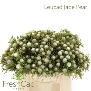 Leucad Linifolium Jade Pearl