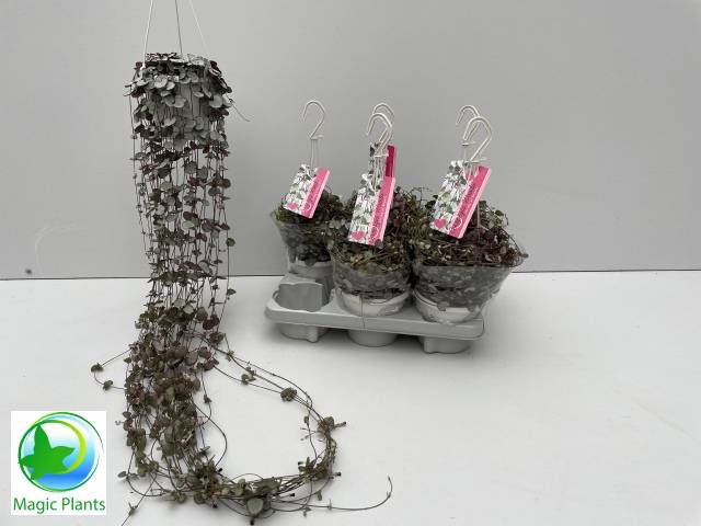 <h4>CEROPEGIA SILVER GLORY P14</h4>