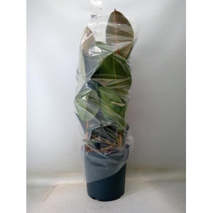 Ficus elastica 'Robusta'