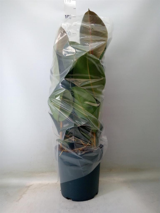 <h4>Ficus elastica 'Robusta'</h4>