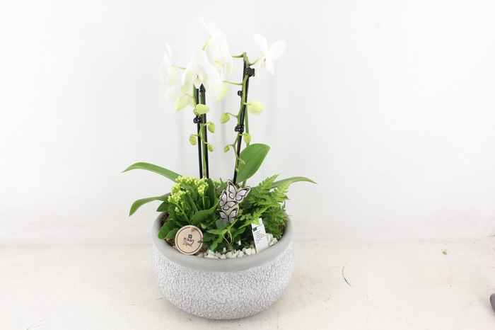 <h4>arr2 PL - Ker. barok grey phal. cascade wit</h4>