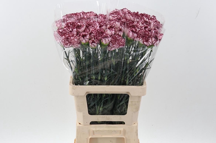 <h4>Di St Bacarat IT</h4>