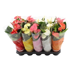 Anthurium 5 color mix in Couture sleeve