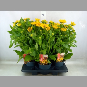 Rudbeckia   ...