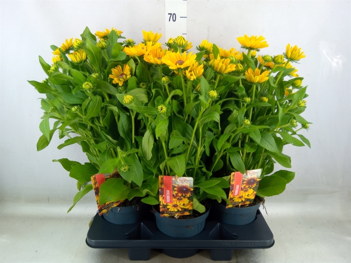 <h4>Rudbeckia   ...</h4>