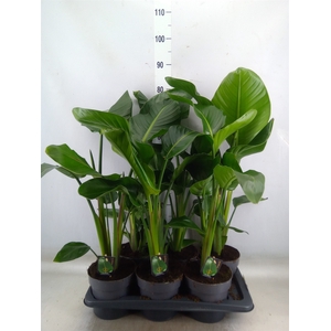 Strelitzia nicolai