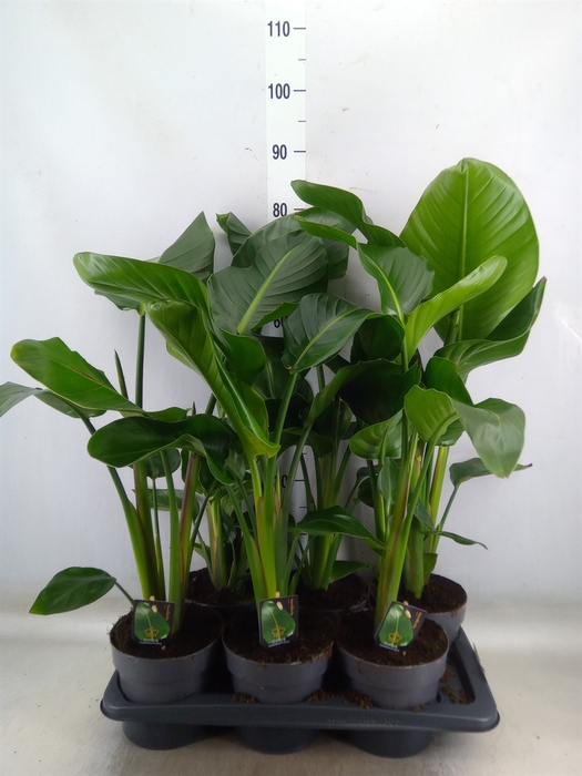 <h4>Strelitzia nicolai</h4>