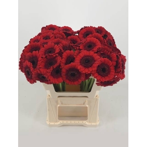 GE MI RED RUBY