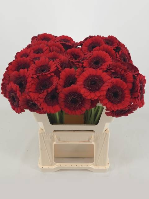 <h4>GE MI RED RUBY</h4>