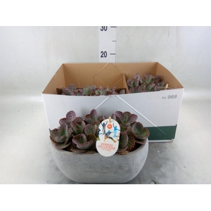 Kalanchoe humilis 'Surpris Desert'