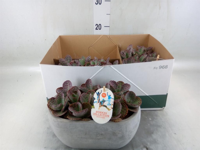 <h4>Kalanchoe humilis 'Surpris Desert'</h4>