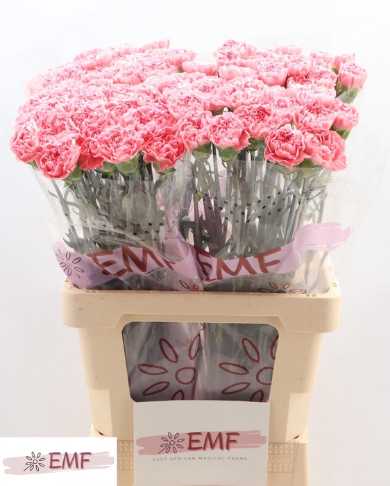 <h4>DI ST TRUE LOVE</h4>