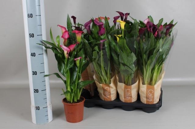 <h4>ZANT GEM 5 KL</h4>