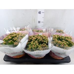 Kalanchoe blos. 'RosDon Alano'