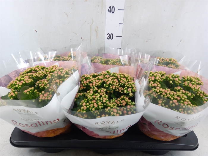<h4>Kalanchoe blos. 'RosDon Alano'</h4>